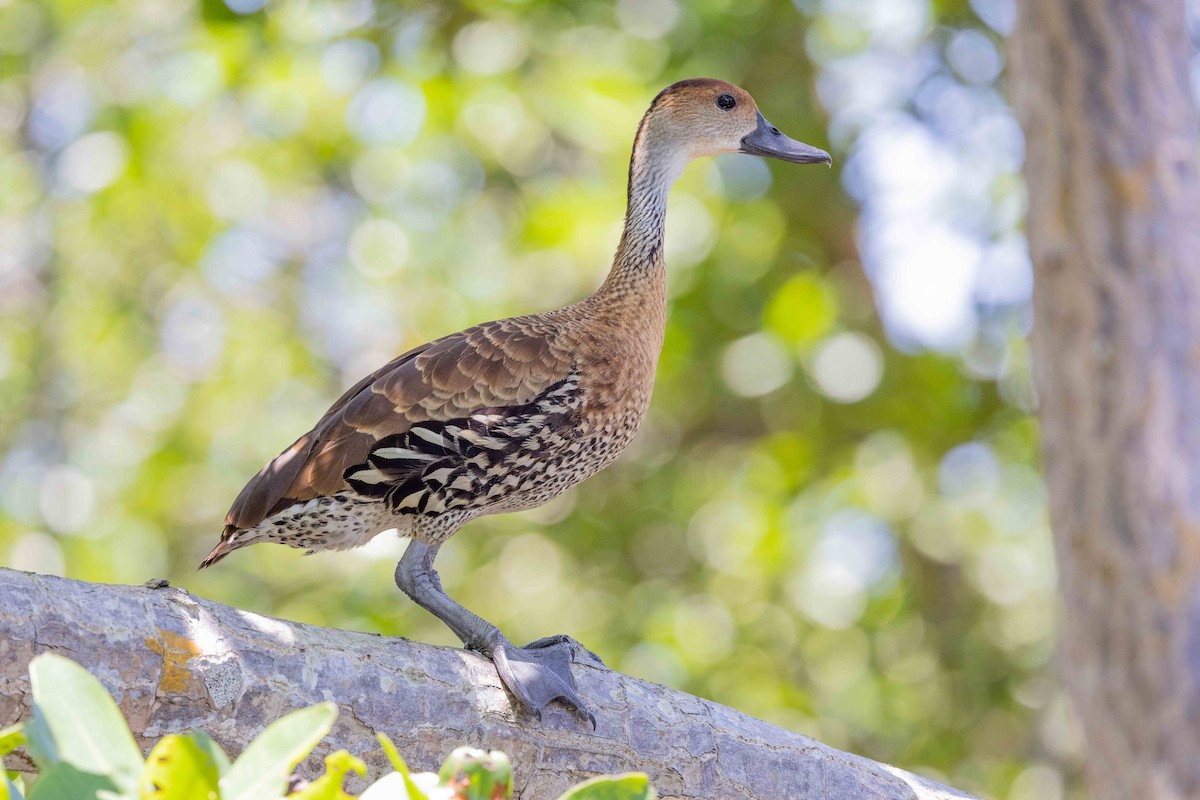 West Indian Whistling-Duck - ML618369622