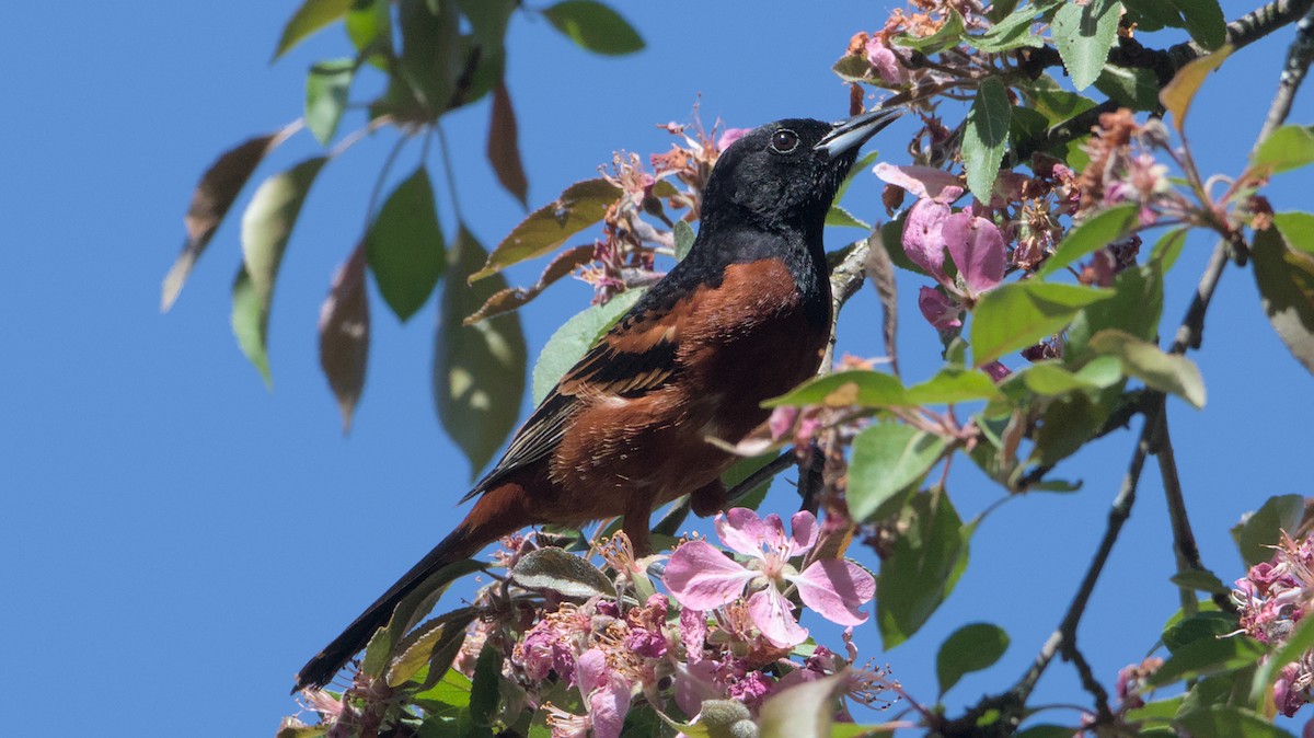 Orchard Oriole - ML618369637