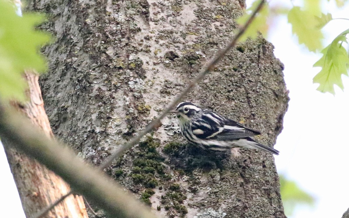 Black-and-white Warbler - ML618369638