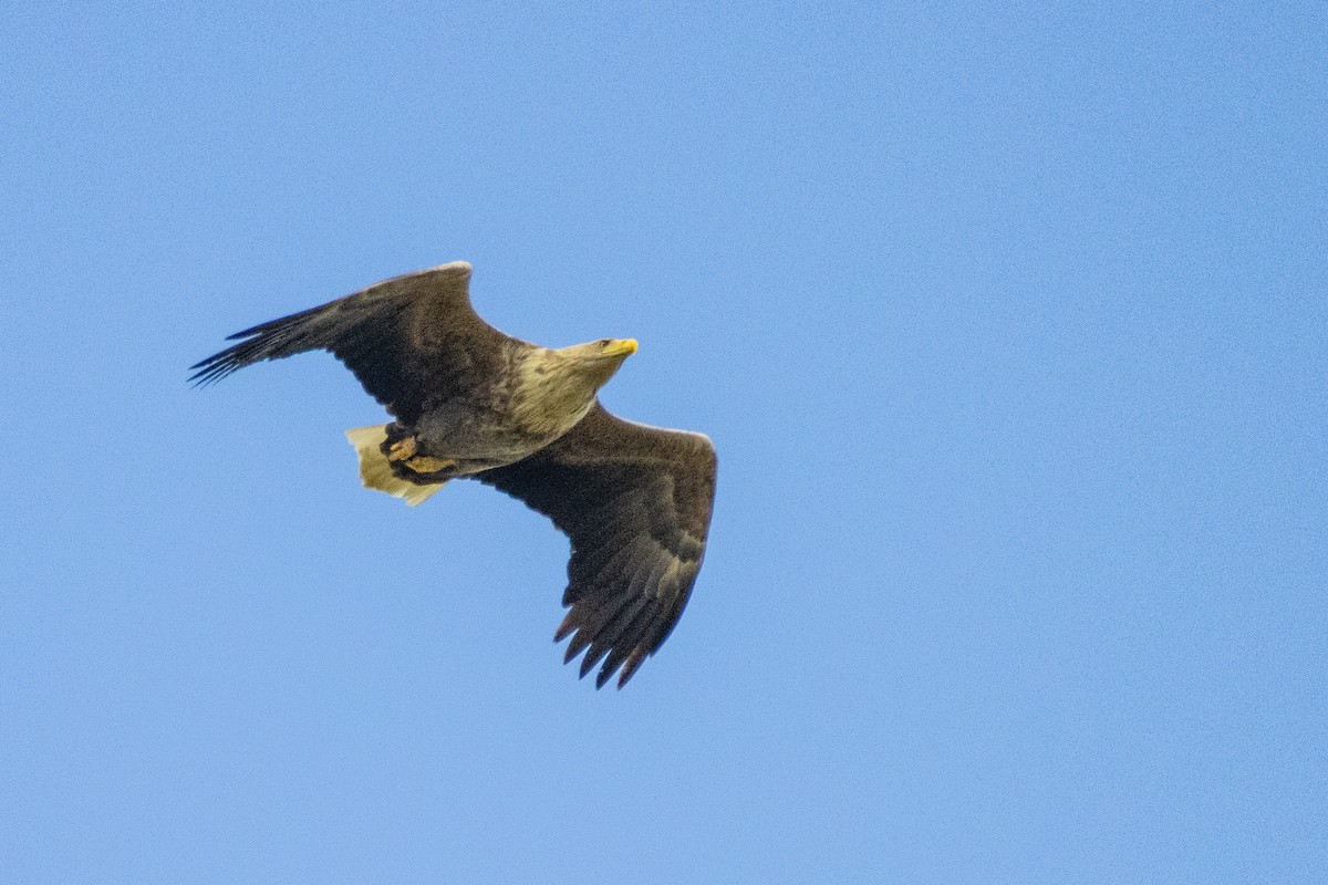 White-tailed Eagle - ML618369686