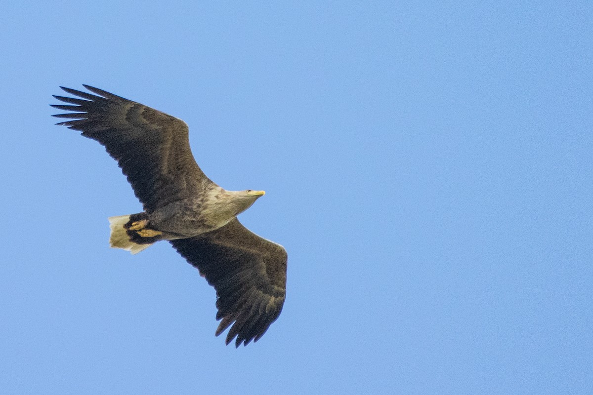 White-tailed Eagle - ML618369687