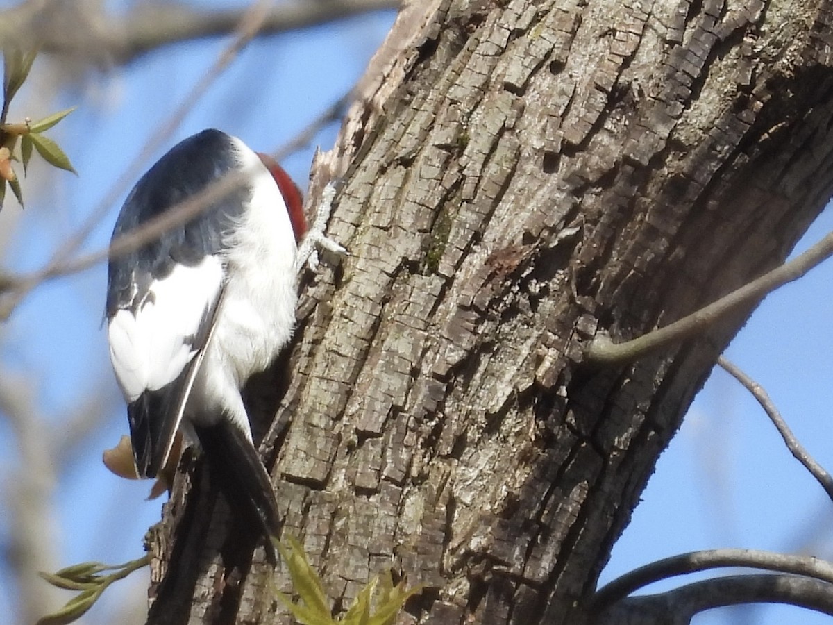 Red-headed Woodpecker - ML618369701