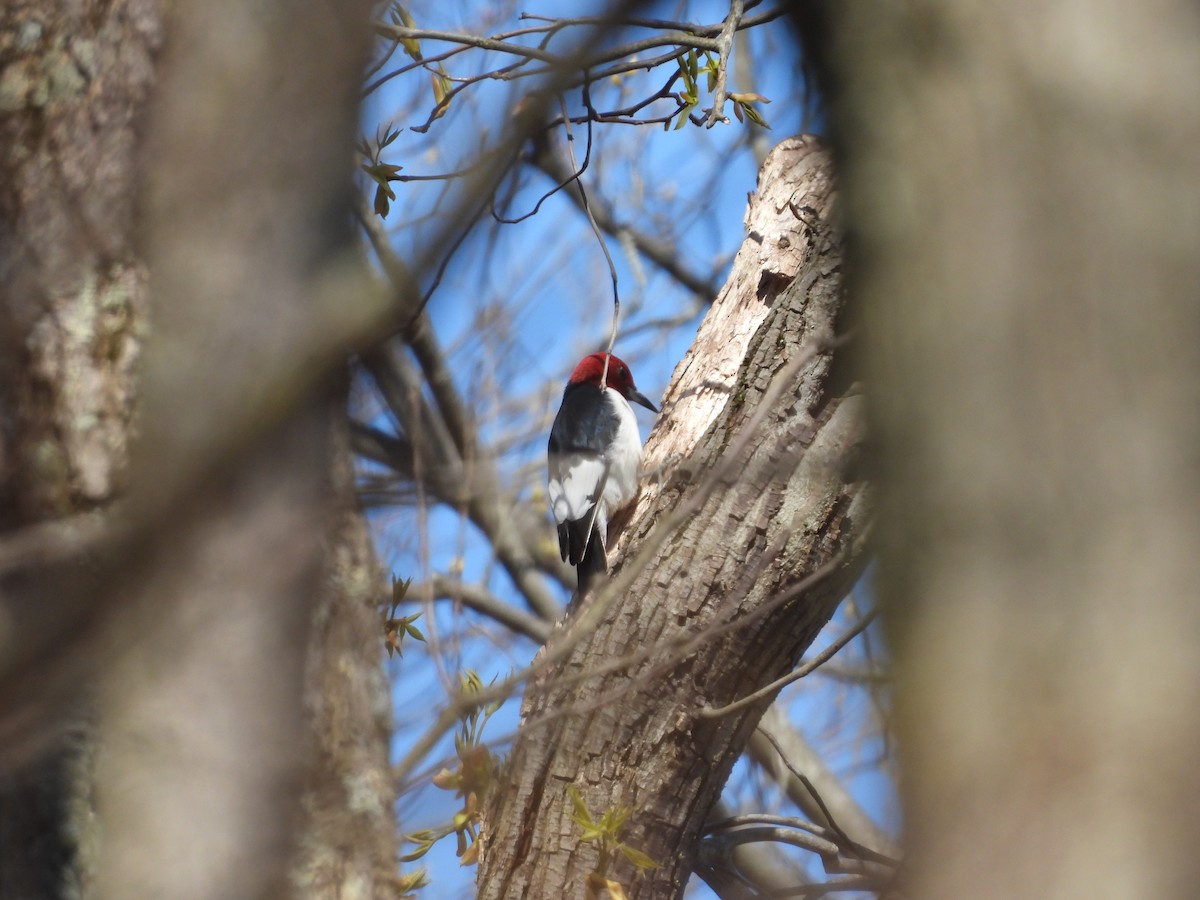 Red-headed Woodpecker - ML618369702