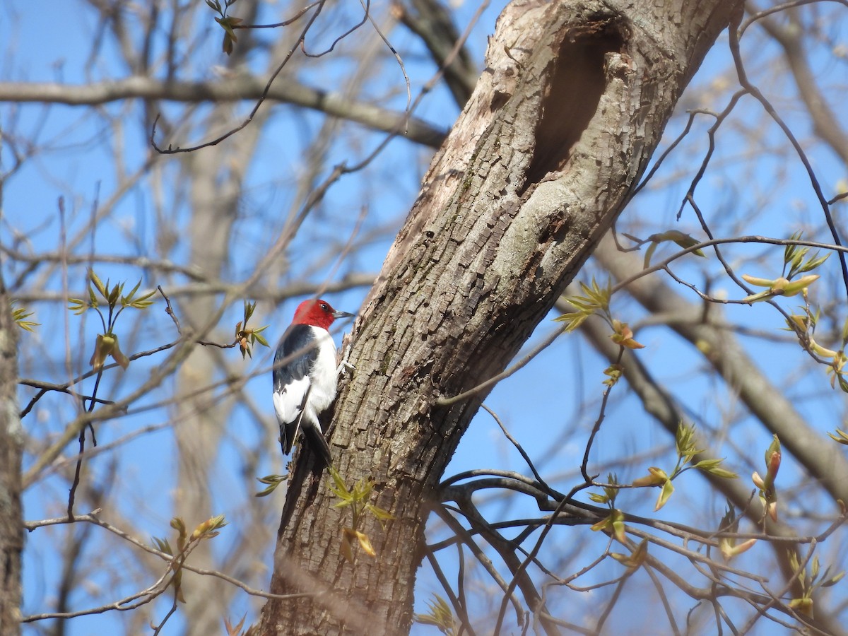 Red-headed Woodpecker - ML618369703