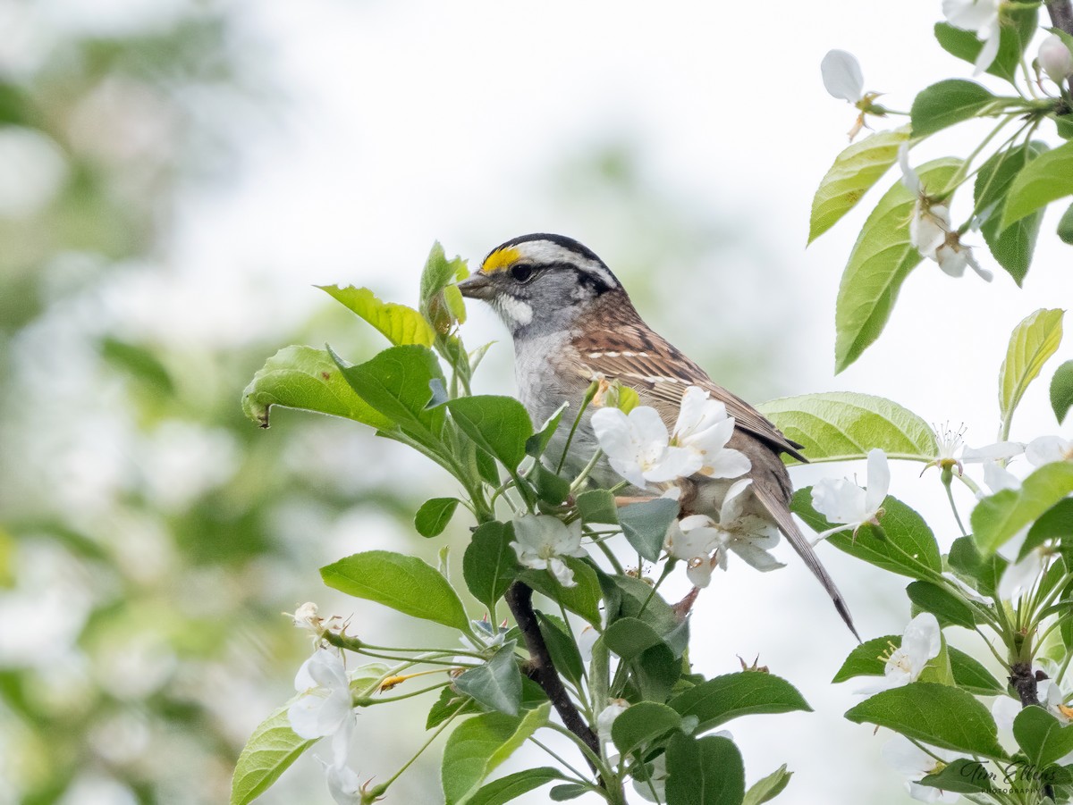 White-throated Sparrow - ML618369740