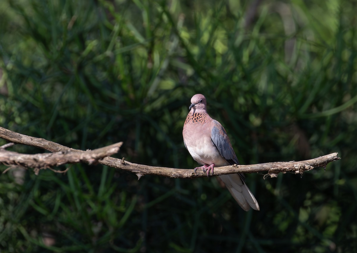 Laughing Dove - ML618369773