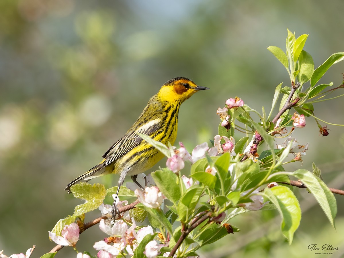 Cape May Warbler - ML618369779