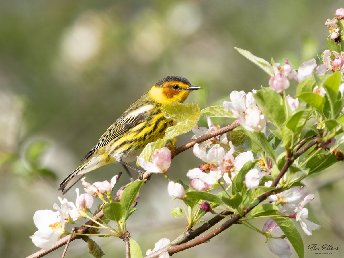 Cape May Warbler - ML618369780