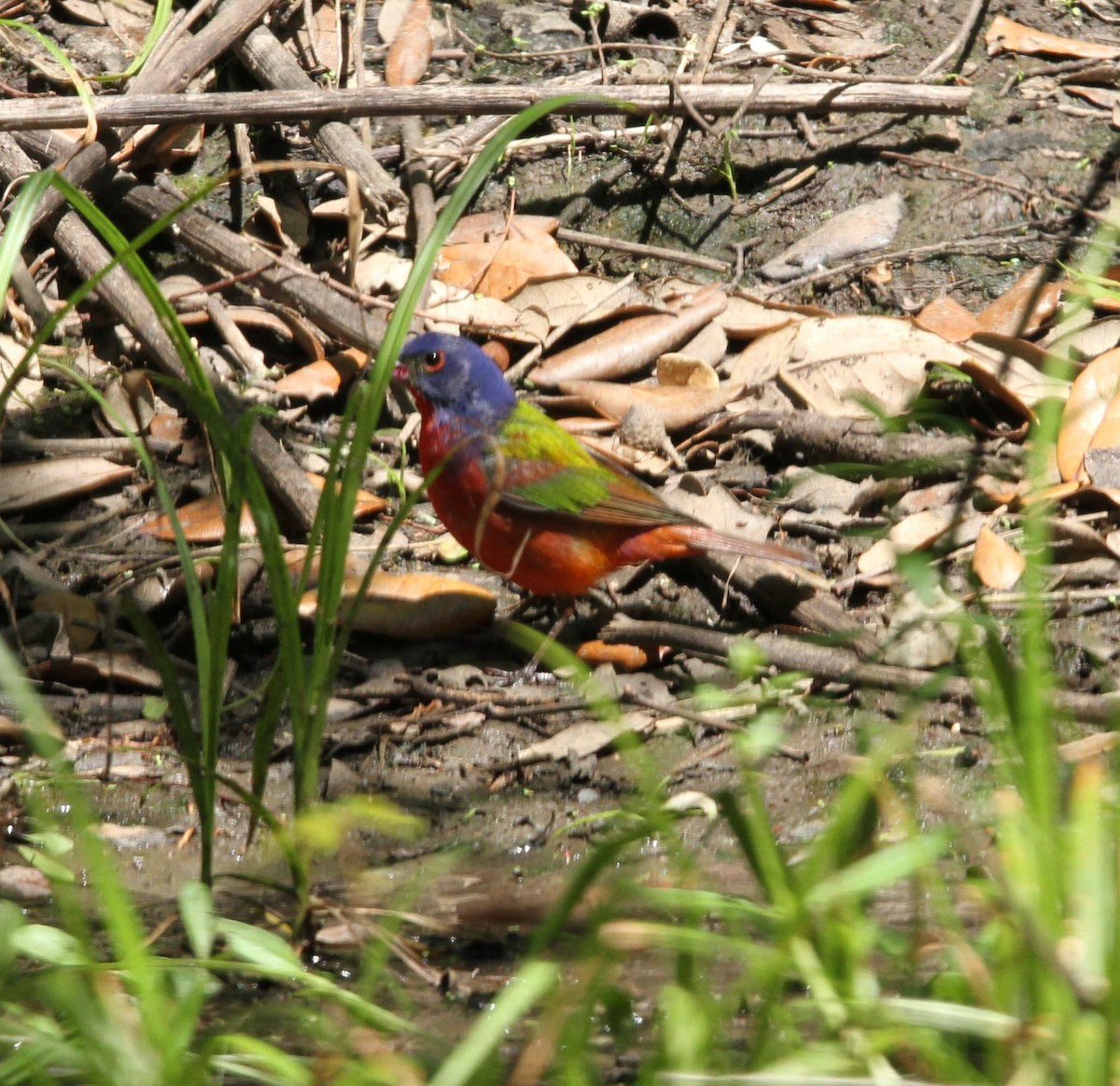 Painted Bunting - ML618369811