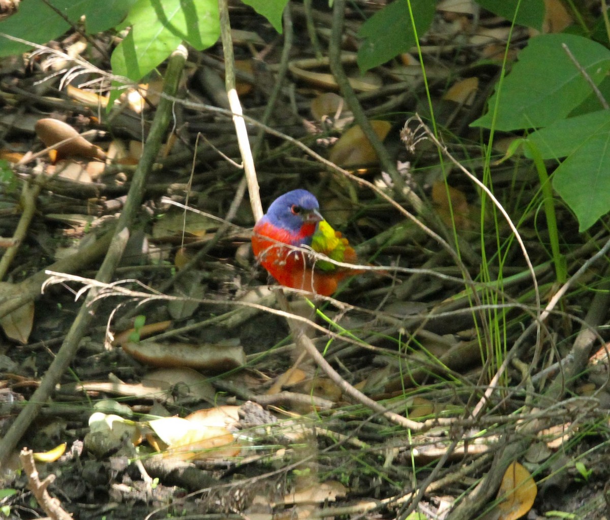 Painted Bunting - ML618369812