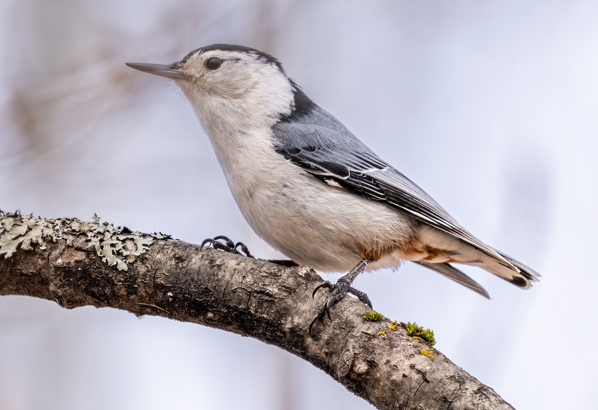 White-breasted Nuthatch - ML618369830
