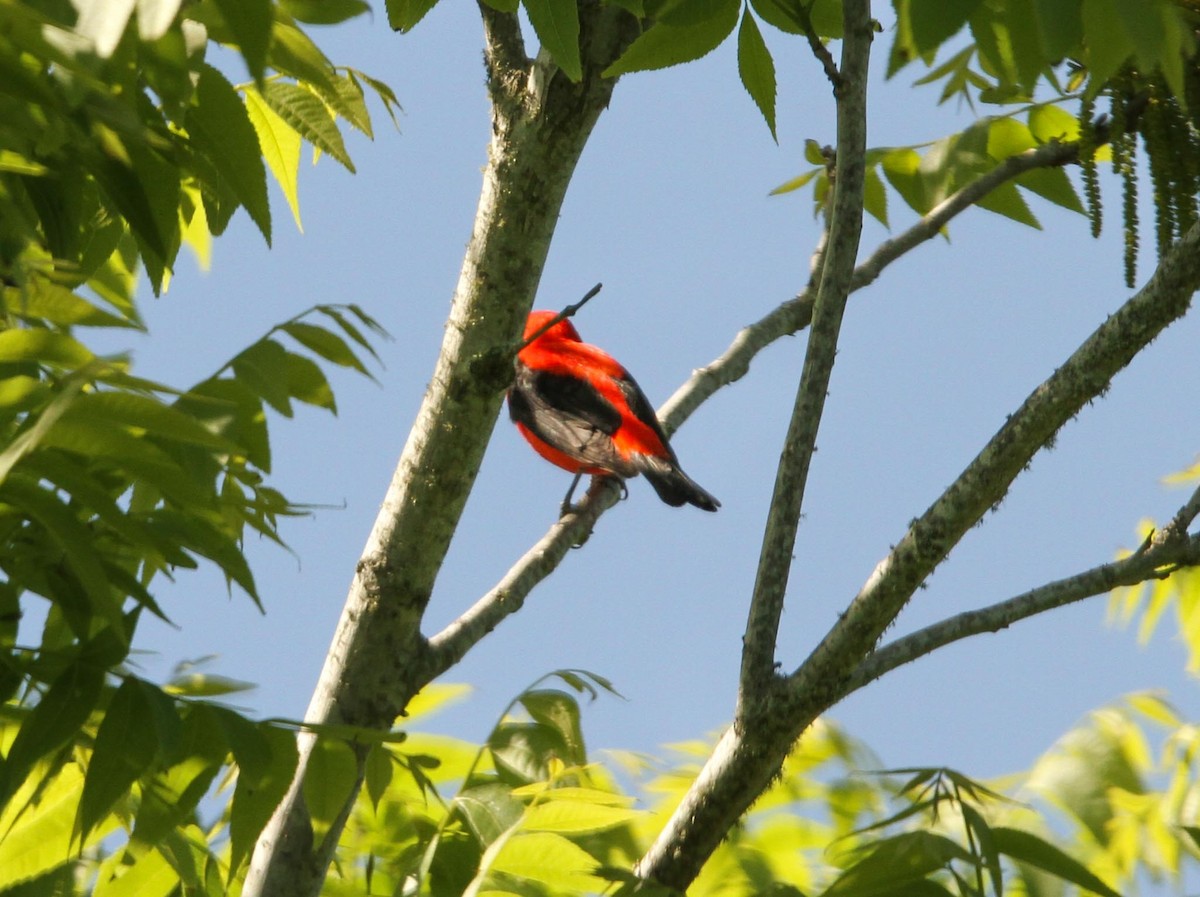 Scarlet Tanager - ML618369834