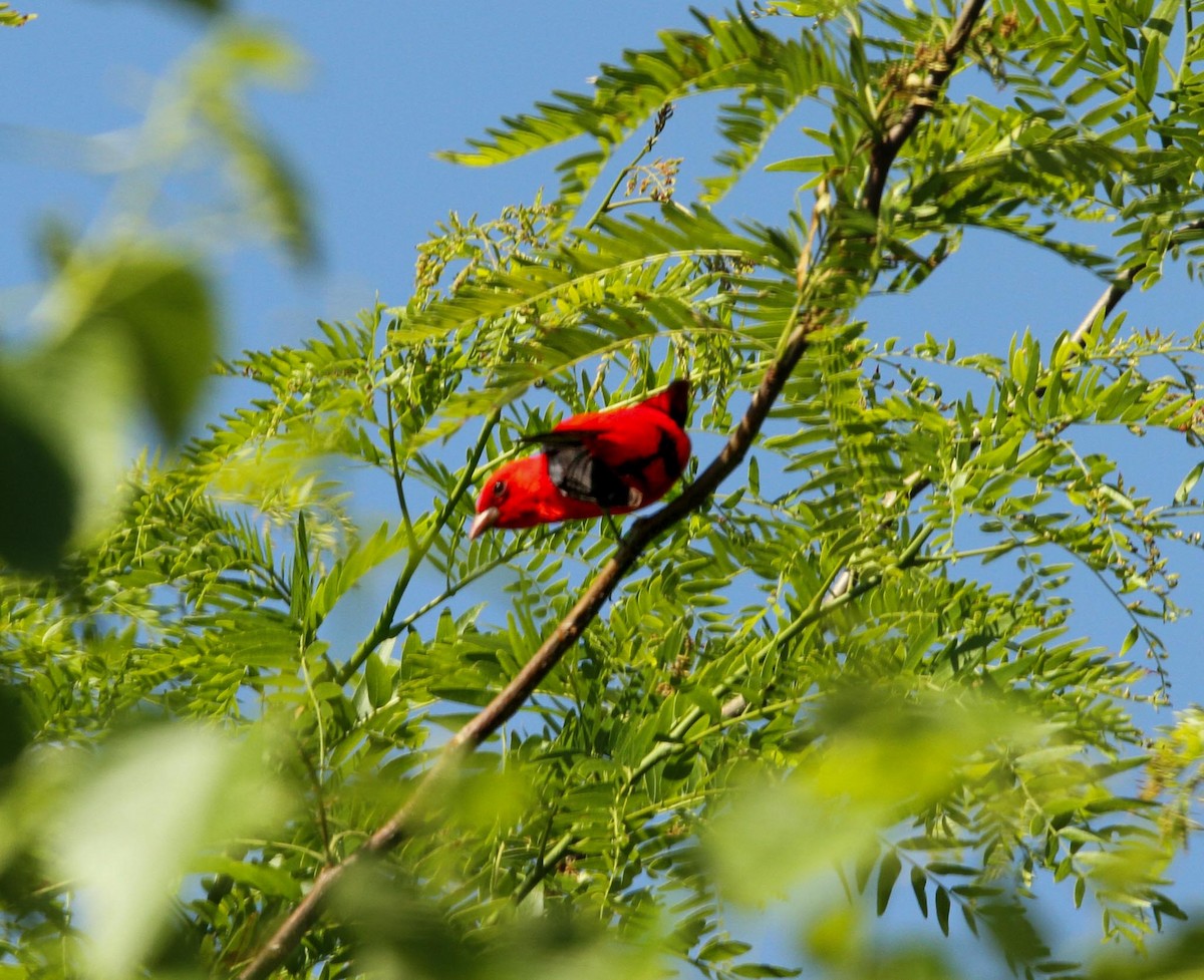 Scarlet Tanager - ML618369836