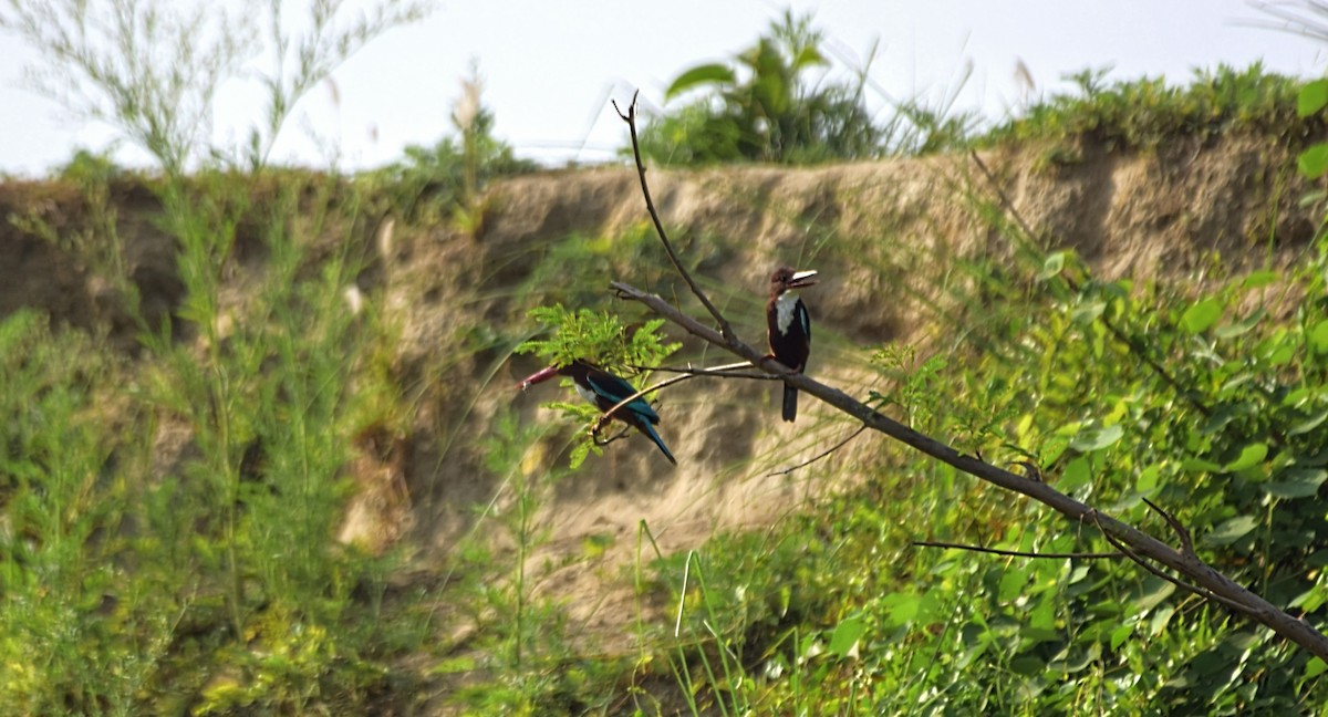 White-throated Kingfisher - Pulak Roy Chowdhury