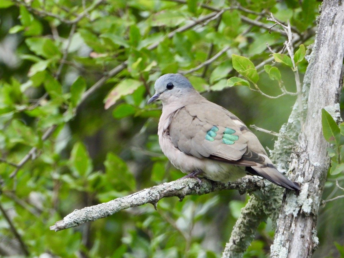 Emerald-spotted Wood-Dove - ML618369850