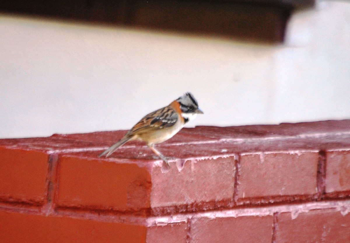Rufous-collared Sparrow - ML618369861