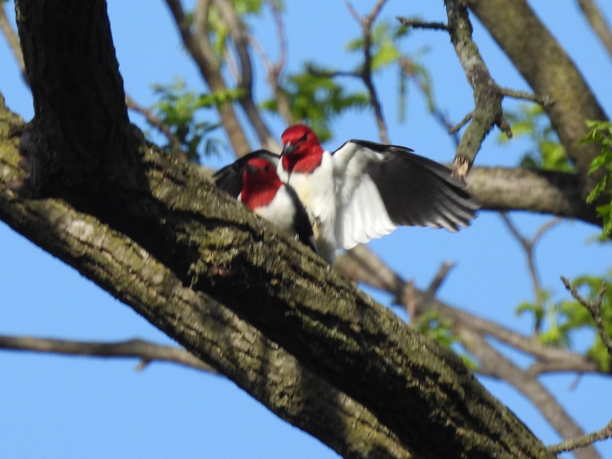 Red-headed Woodpecker - ML618370045