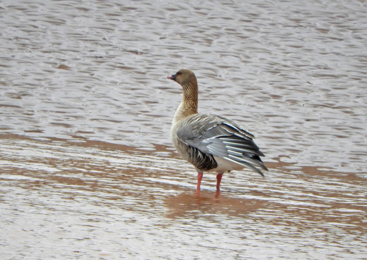 Pink-footed Goose - ML618370063