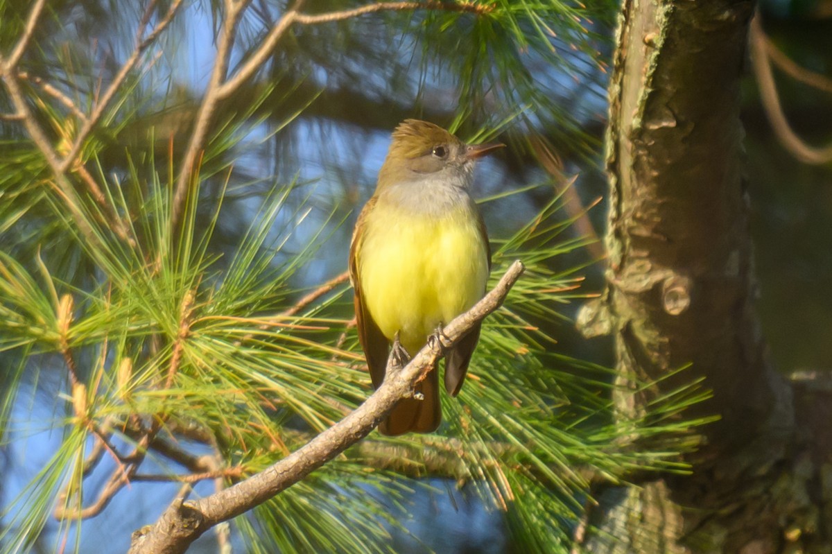 Great Crested Flycatcher - ML618370066