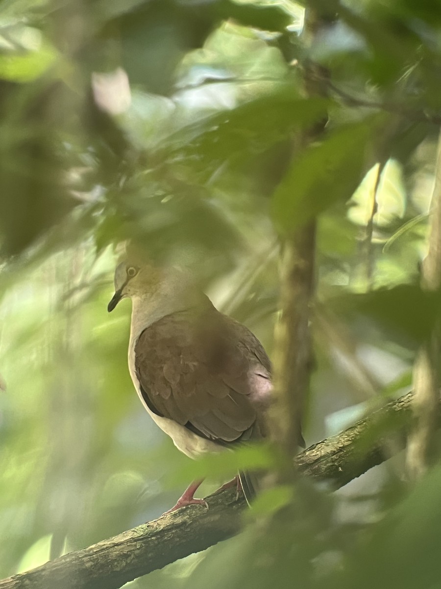 holub šedohlavý (ssp. plumbeiceps/notia) - ML618370069