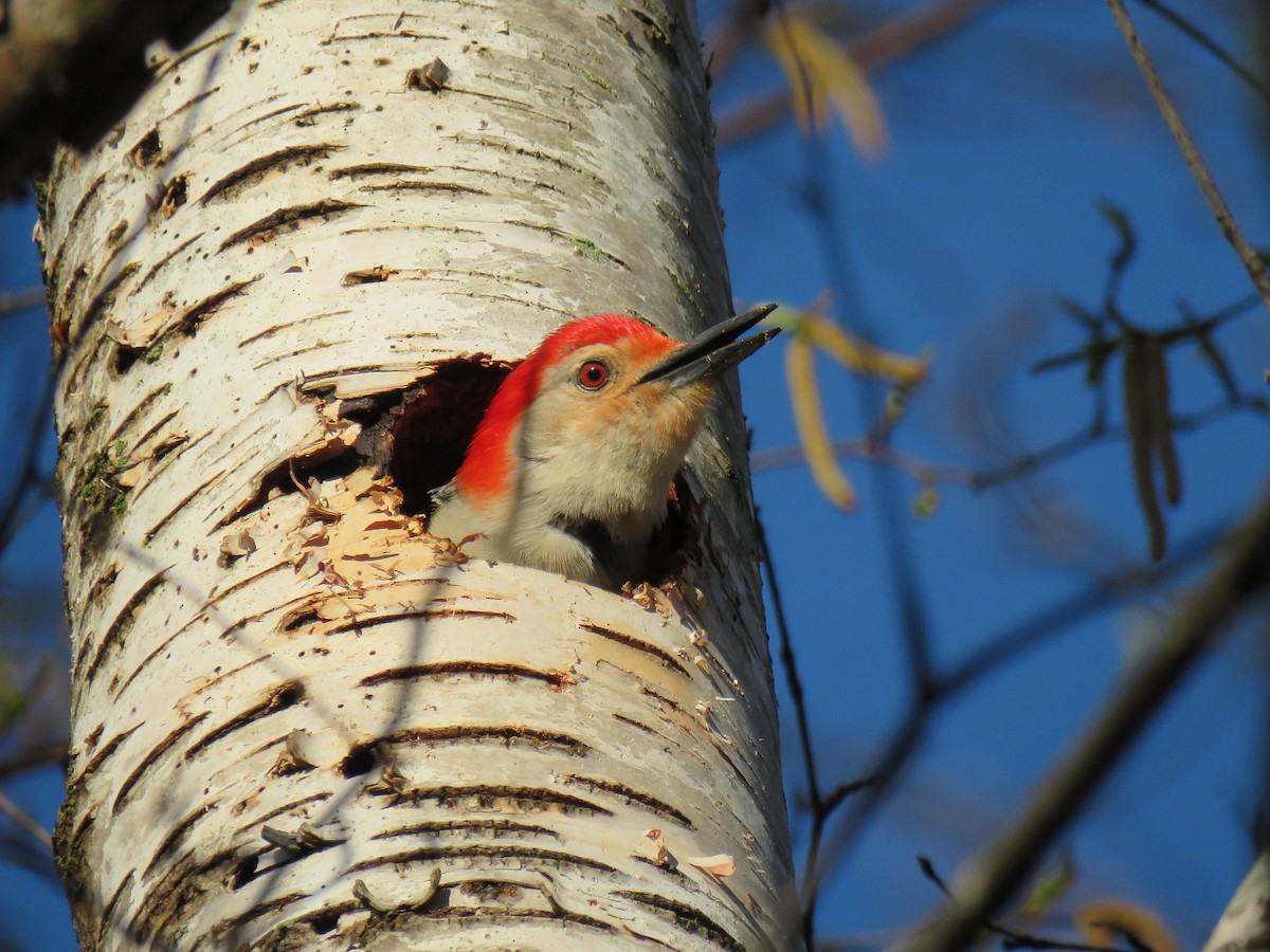 Red-bellied Woodpecker - Jonah Tamez