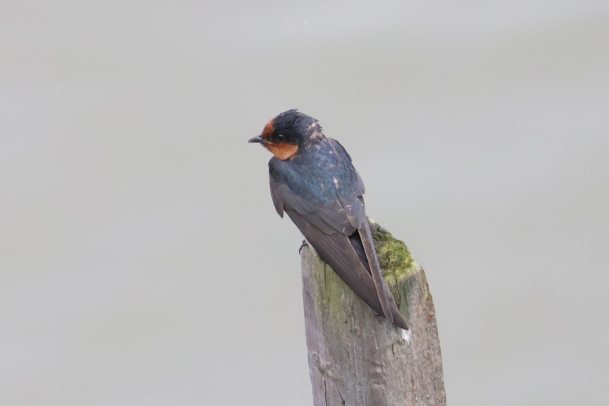 Pacific Swallow - ML618370099