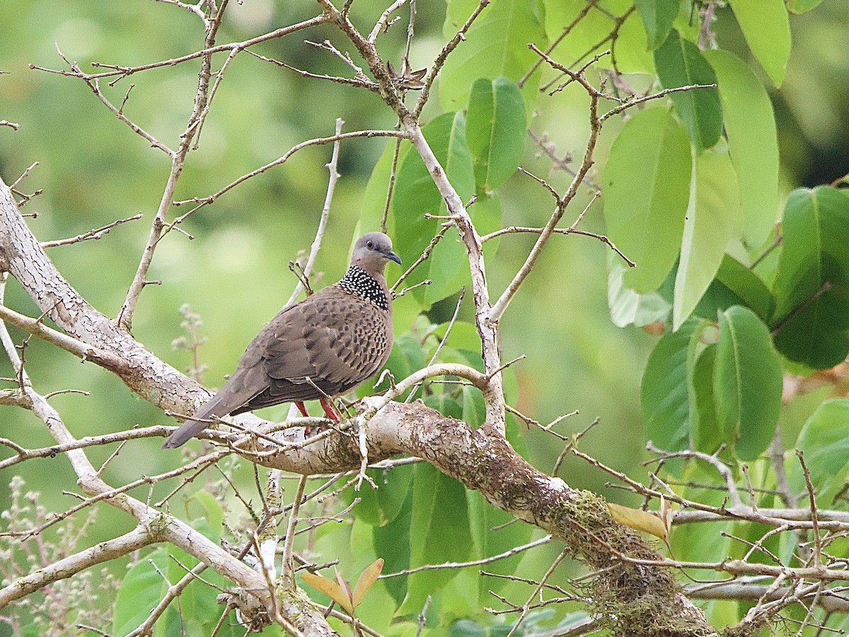 Spotted Dove - ML618370126