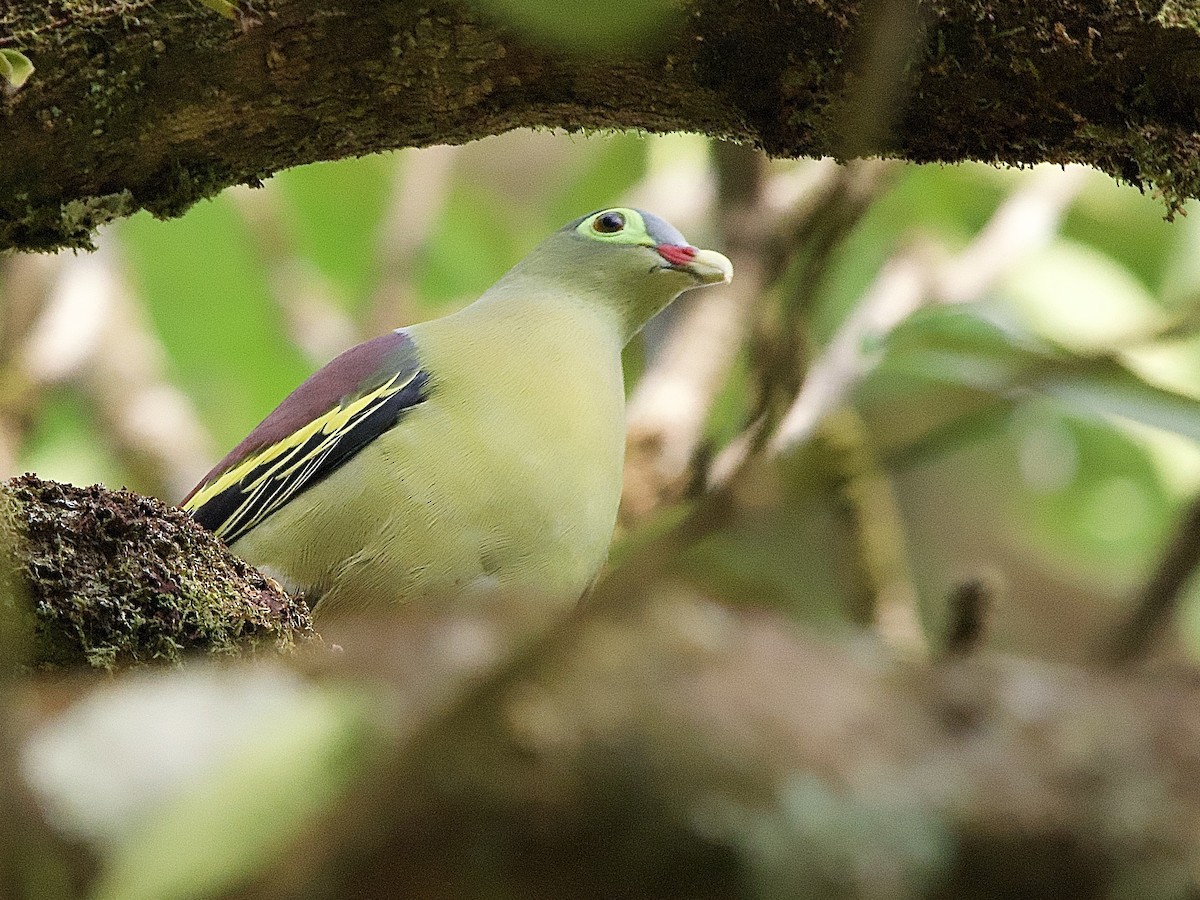Thick-billed Green-Pigeon - ML618370134