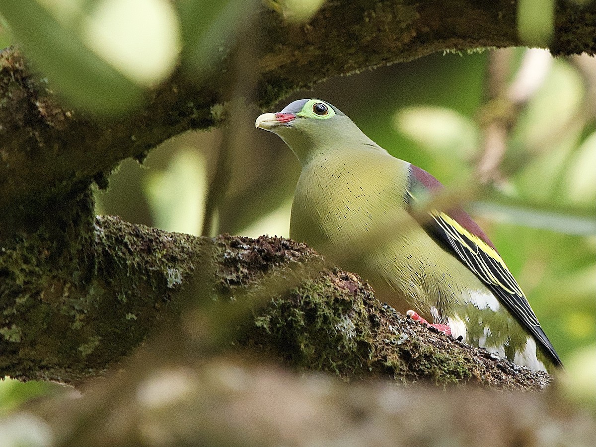 Thick-billed Green-Pigeon - ML618370135