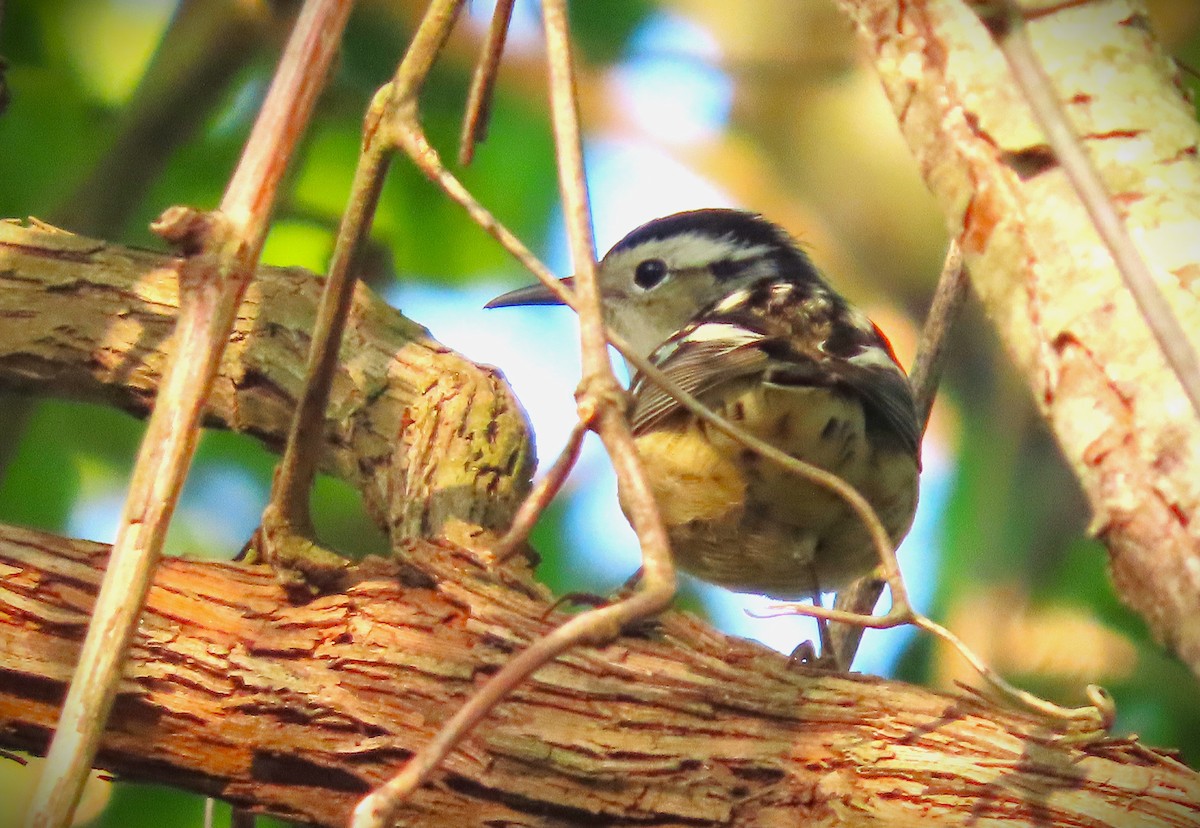 Black-and-white Warbler - ML618370148