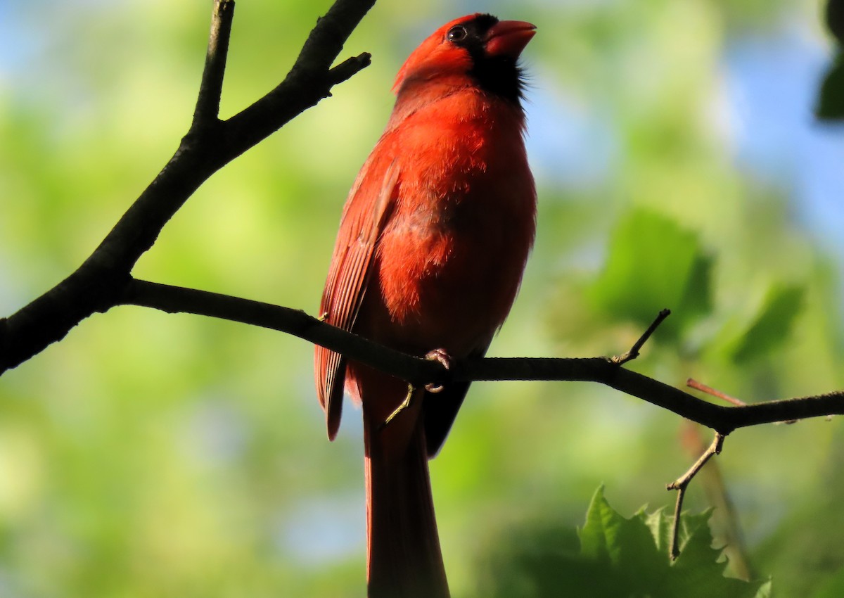 Cardinal rouge - ML618370151
