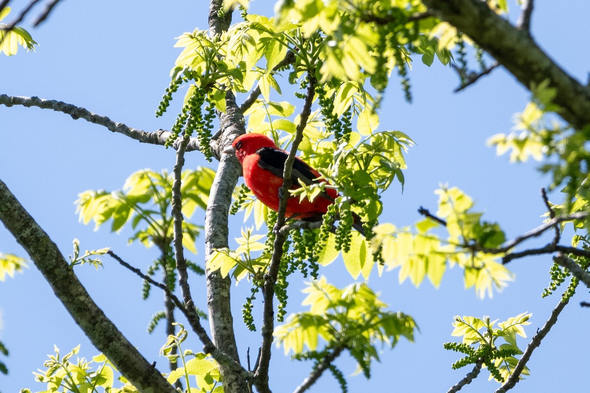 Scarlet Tanager - ML618370154