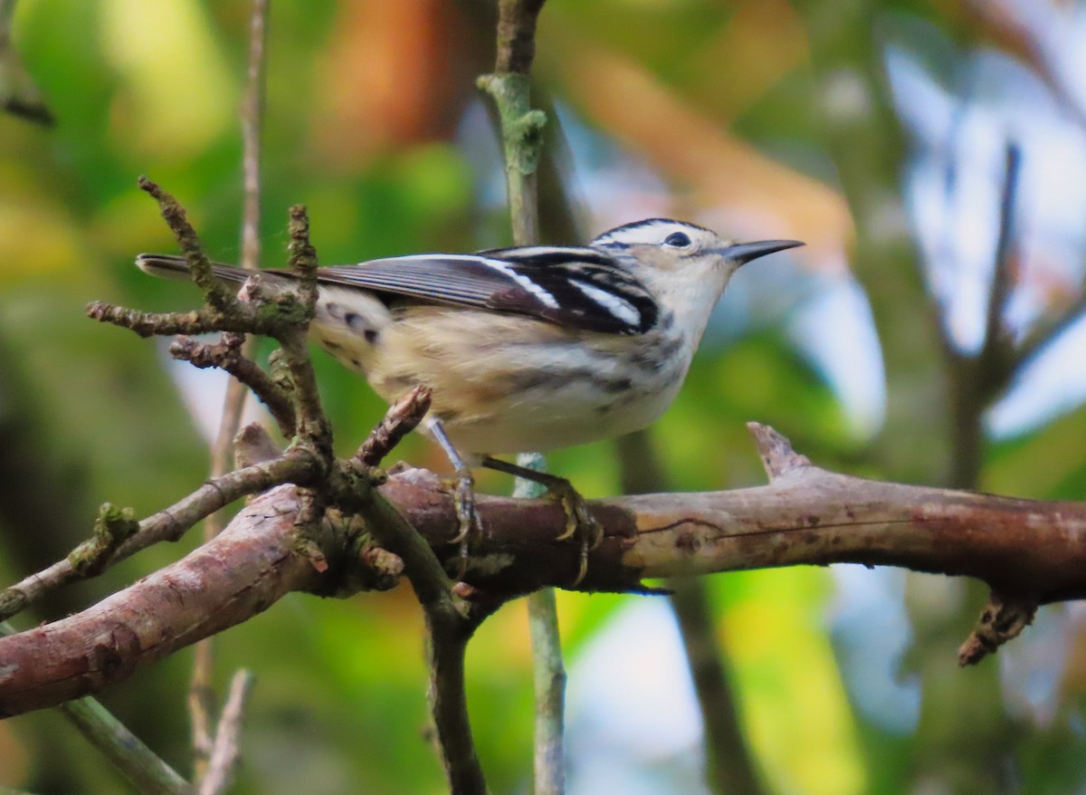 Black-and-white Warbler - ML618370170