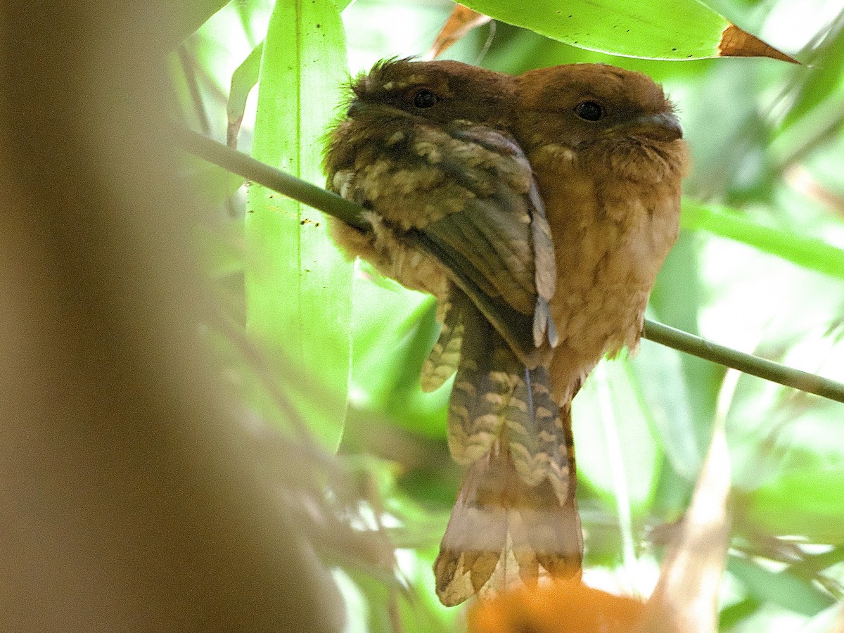 Gould's Frogmouth - ML618370195