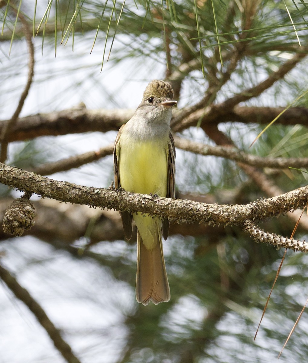 Great Crested Flycatcher - ML618370210