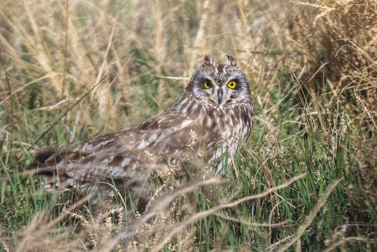 Short-eared Owl (Northern) - ML618370223