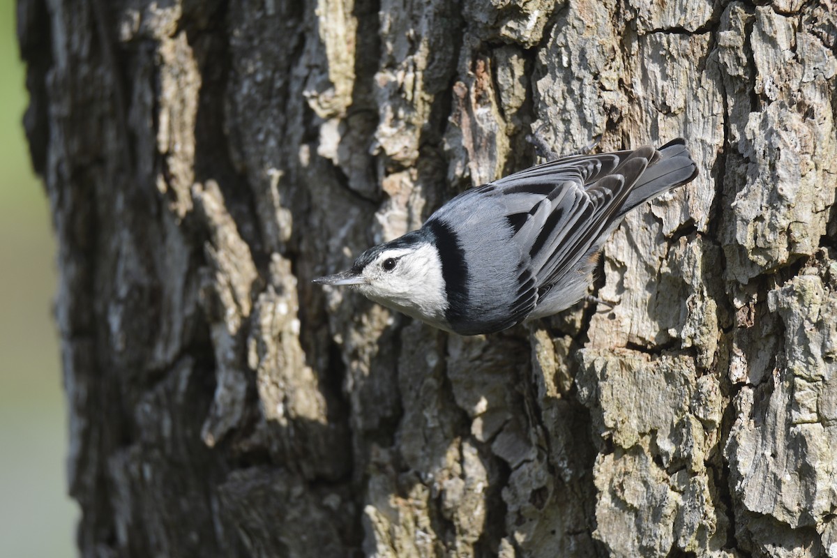 White-breasted Nuthatch - ML618370224