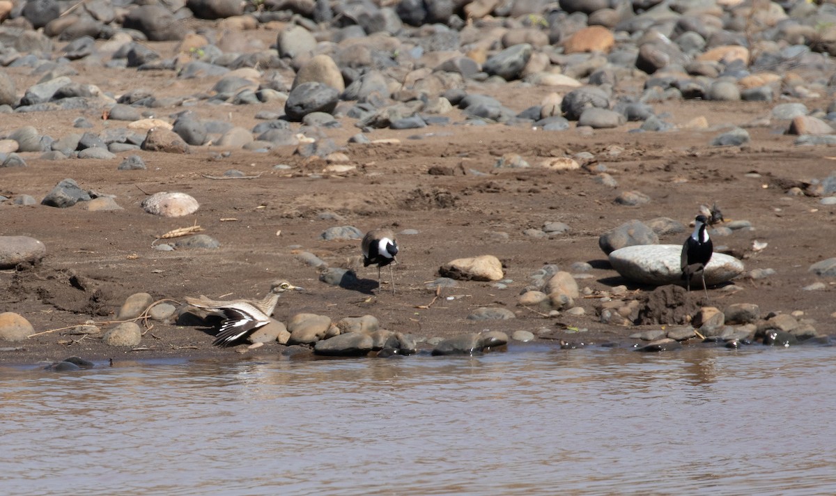 Spur-winged Lapwing - ML618370231