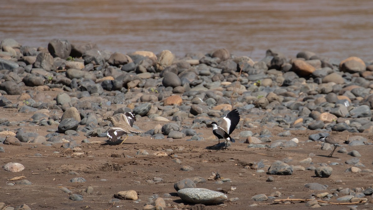 Spur-winged Lapwing - ML618370233