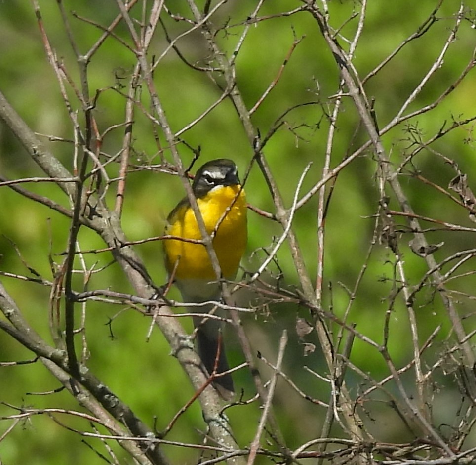 Yellow-breasted Chat - ML618370243