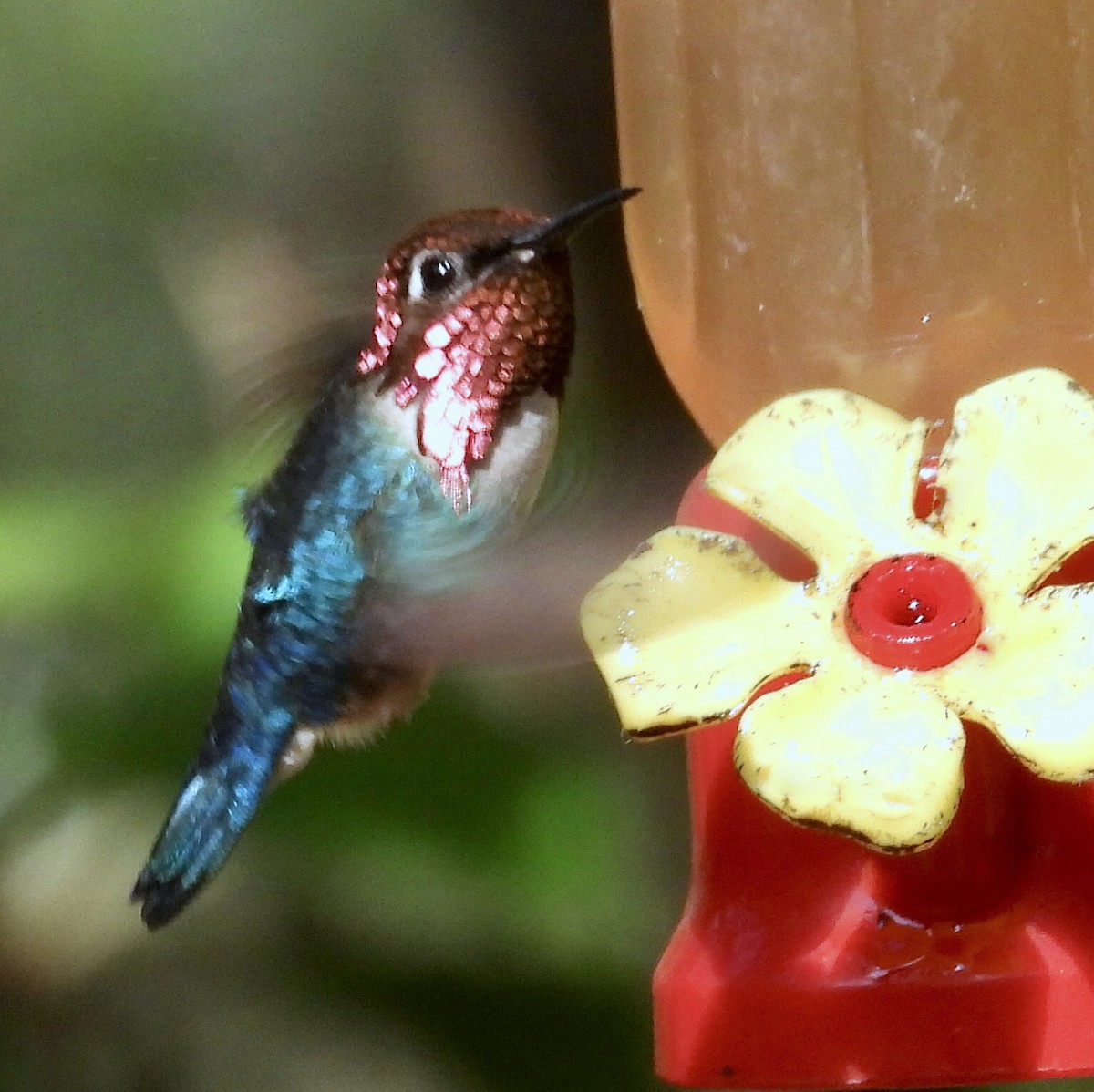 Bee Hummingbird - ML618370256