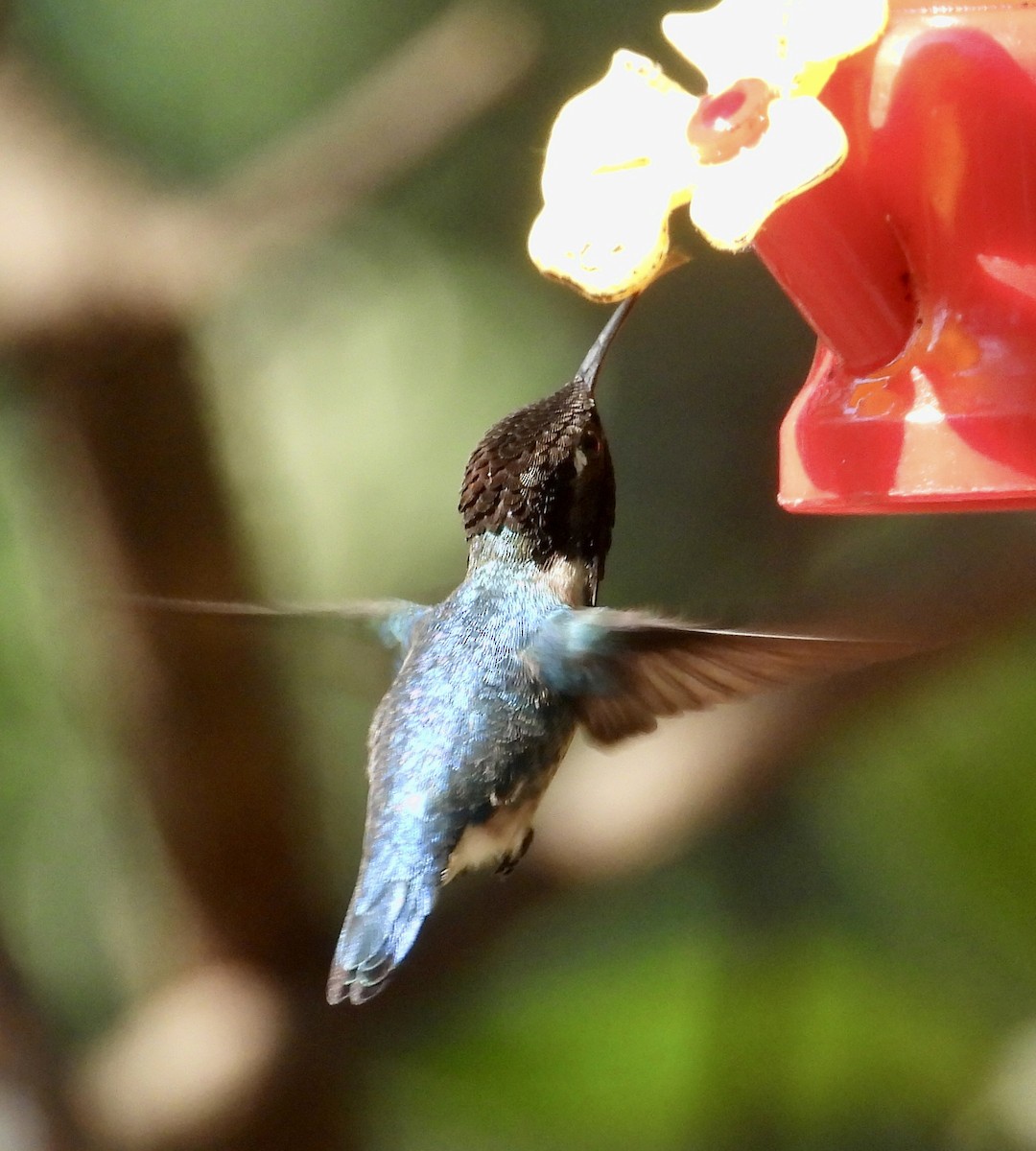 Bee Hummingbird - ML618370257