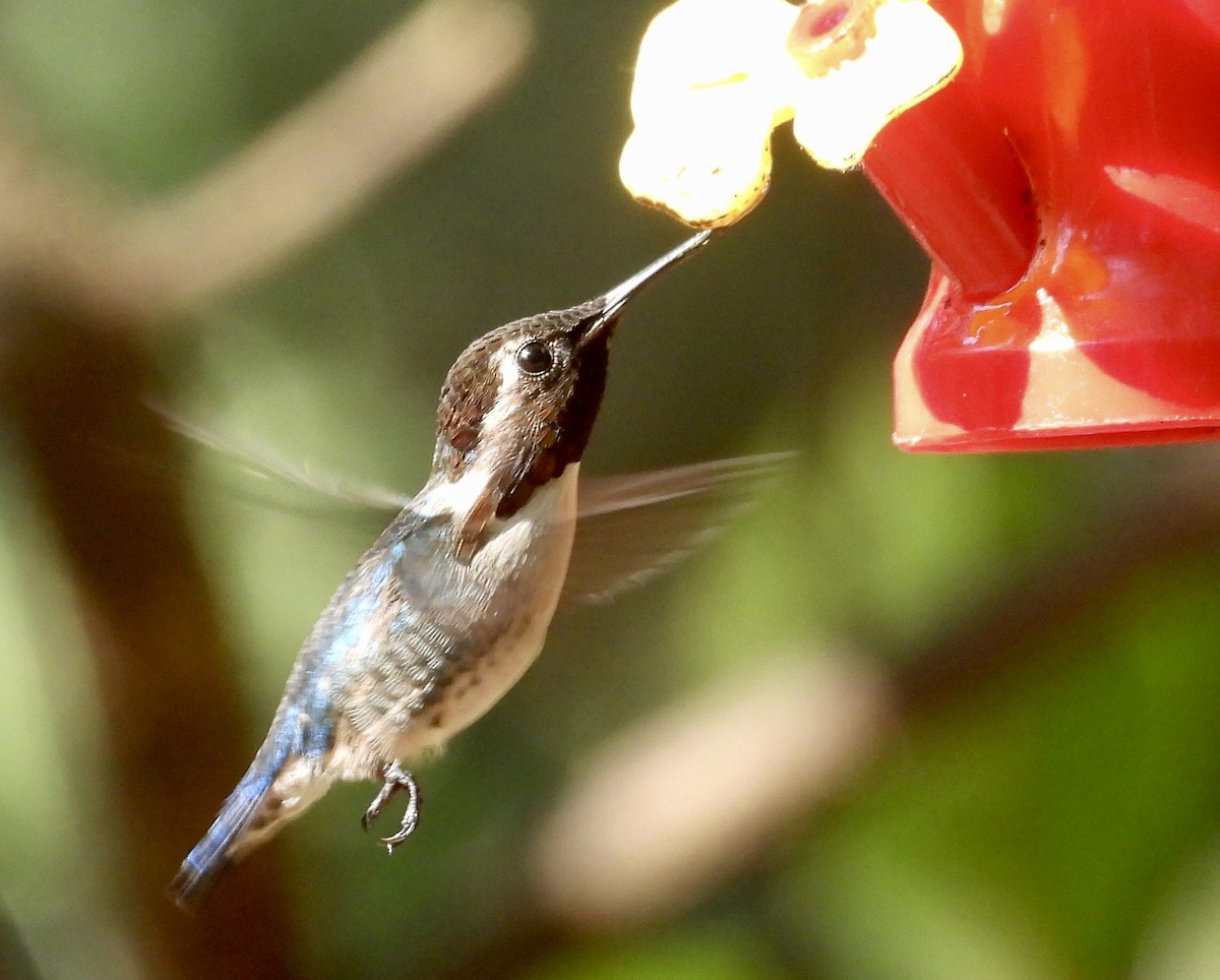 Bee Hummingbird - ML618370258