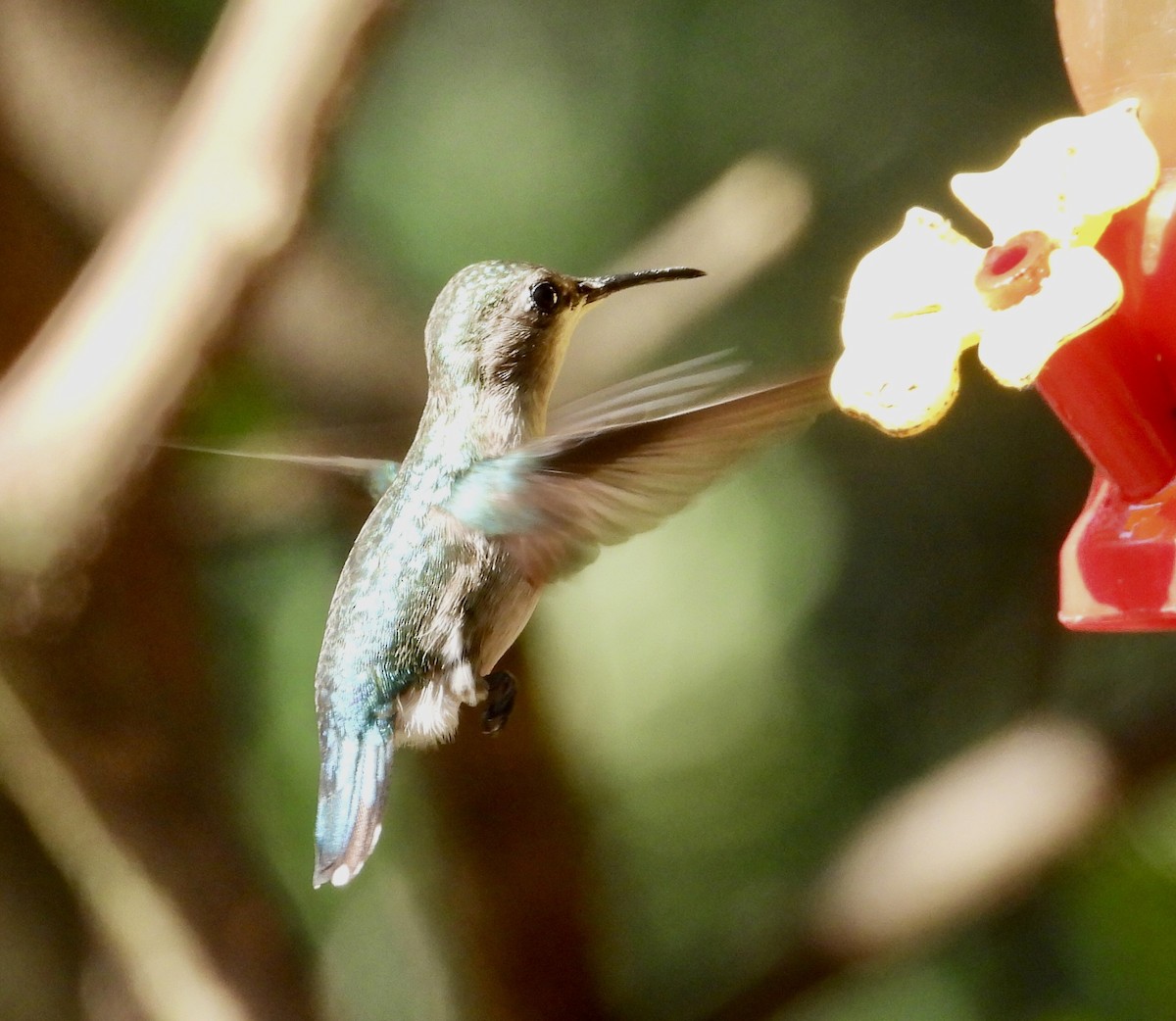Bee Hummingbird - ML618370259