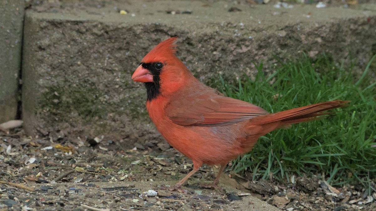 Cardinal rouge - ML618370279
