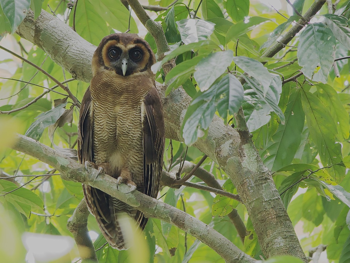 Brown Wood-Owl - ML618370284