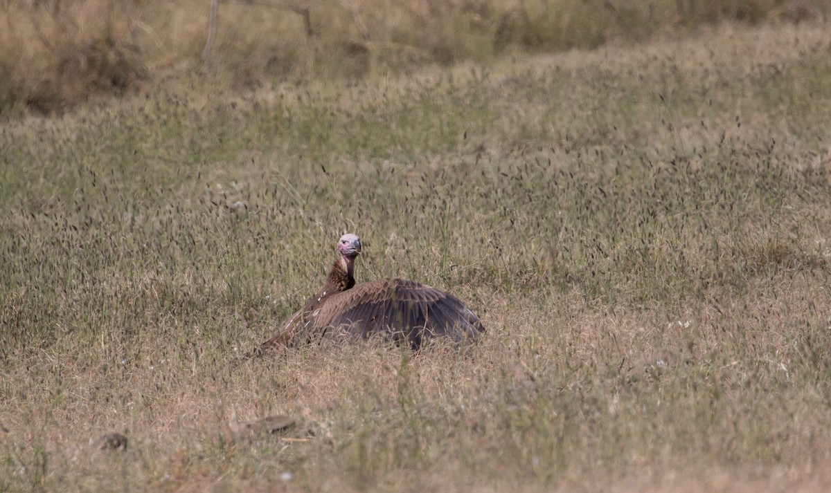 Lappet-faced Vulture - ML618370294