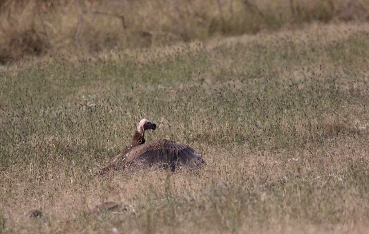 Lappet-faced Vulture - ML618370295