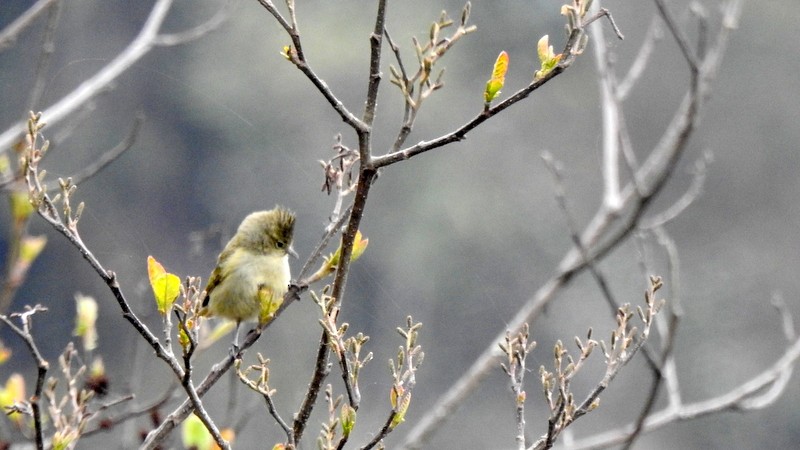 Yellow-browed Tit - ML618370324