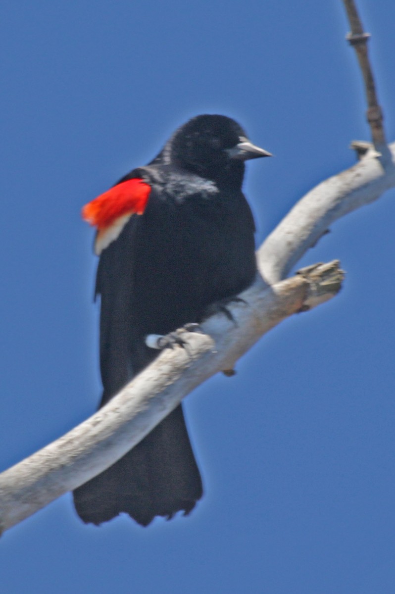 Red-winged Blackbird - ML618370336